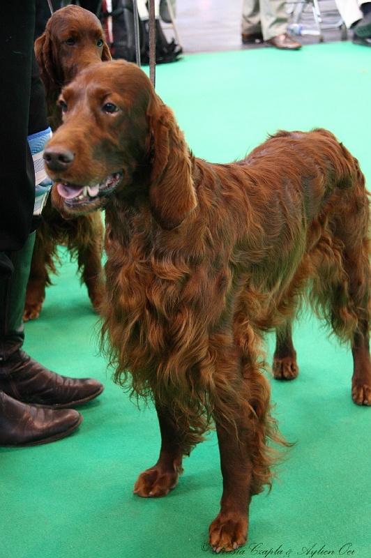 Crufts2011 711.jpg